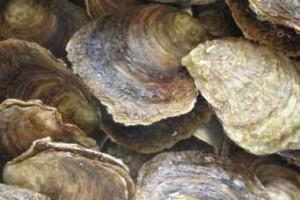 Statenvragen over oesters rapen